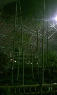 「夜のサンガーデン」の画像