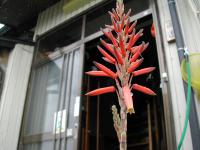 「アロエの花」の画像