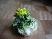 「すごい発見!!白菜から菜の花?」の画像