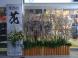 米沢駅に咲くサクラ:2012/01/26 15:41
