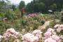 「南陽市の双松公園のバラ」のサムネイル