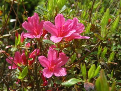 長岡山 寒河江つつじ祭り 寒河江市 ヤマガタンannex 山形のお祭り イベント