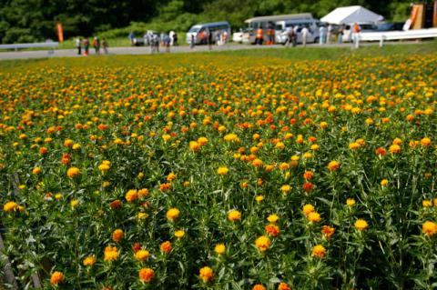 山形市高瀬 山形紅花まつり 高瀬紅花ふれあいセンター