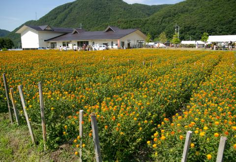 山形市高瀬 山形紅花まつり 高瀬紅花ふれあいセンター