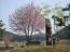 「大山桜」画像