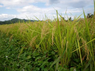 「9月13日(火) 晴れ」の画像
