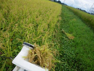 「9月14日(水) 晴れであるので暑い」の画像