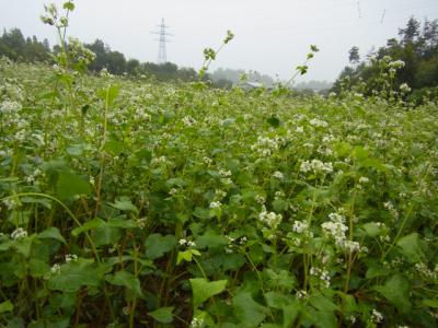 ¡Ö£¹·î£²£´Æü¡Ê·î¡Ë¡¡±«¡×¤Î²èÁü