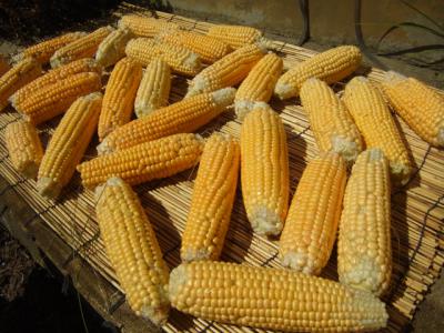 ¡Ö£¹·î£²£¶Æü¡Ê¿å¡Ë¡¡À²¤ì¡×¤Î²èÁü