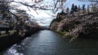 「松が岬公園の桜4月16日（土）5分咲き！」の画像