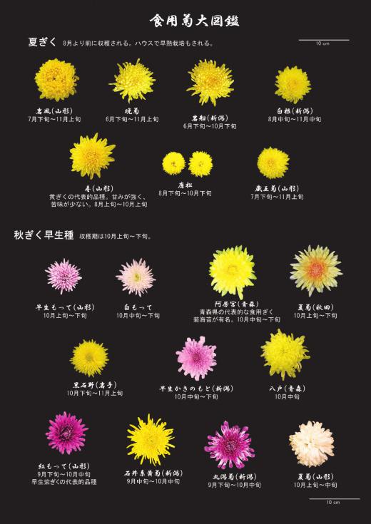 これ全部食べられる菊です！〜食用菊大図鑑の紹介/