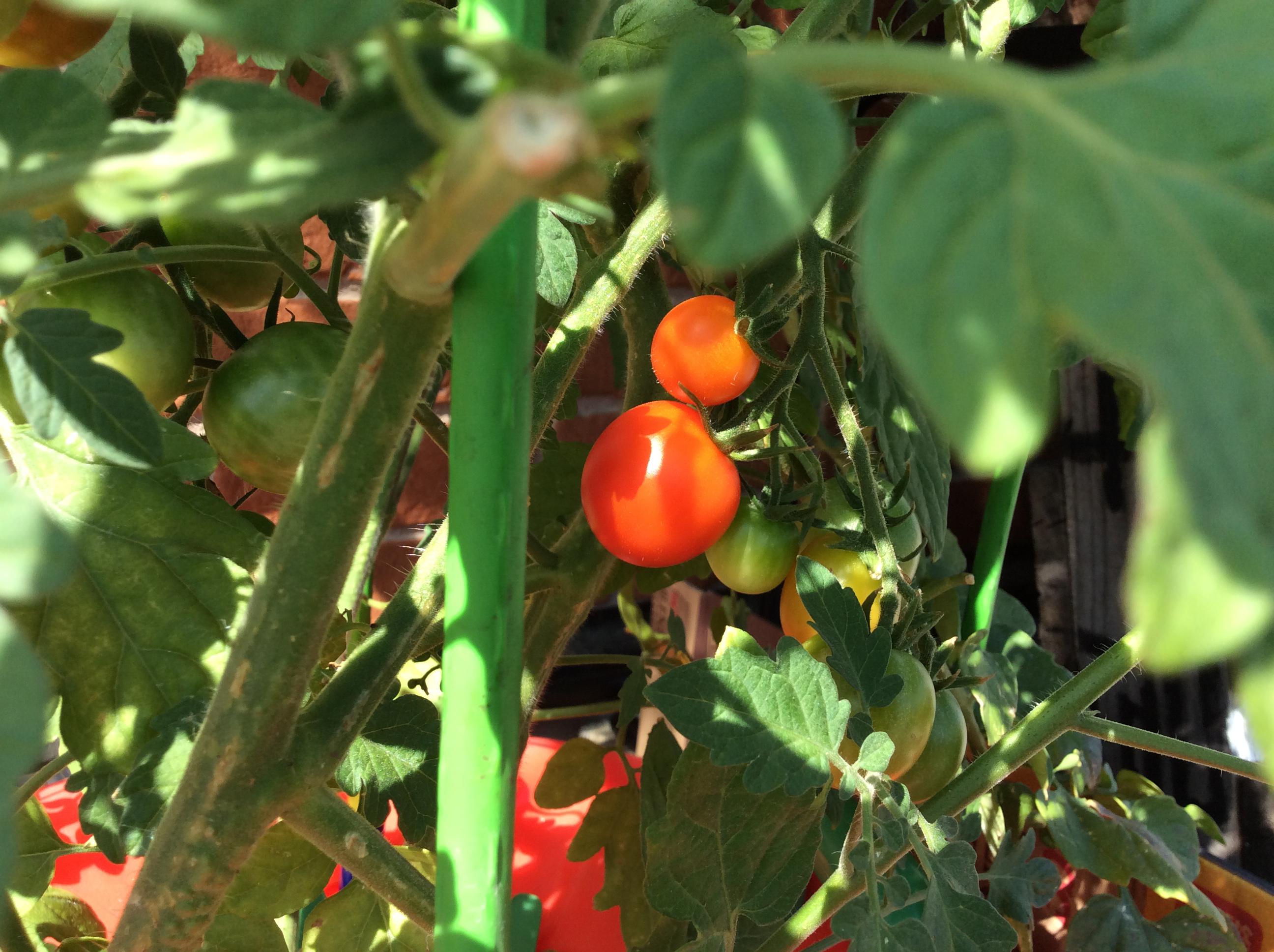 水耕栽培トマト、ついに身長越え！