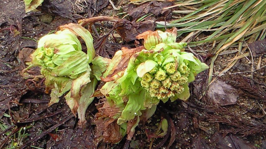 早くも春の足音が・・・(^○^)!