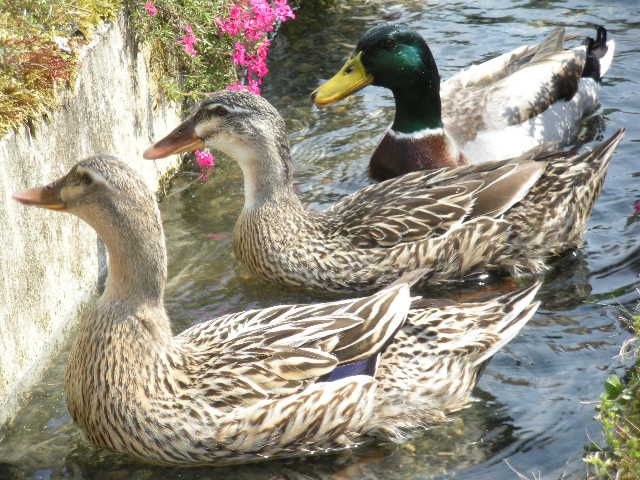 鴨の親子?