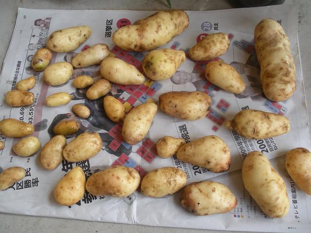 じゃがいも祭り