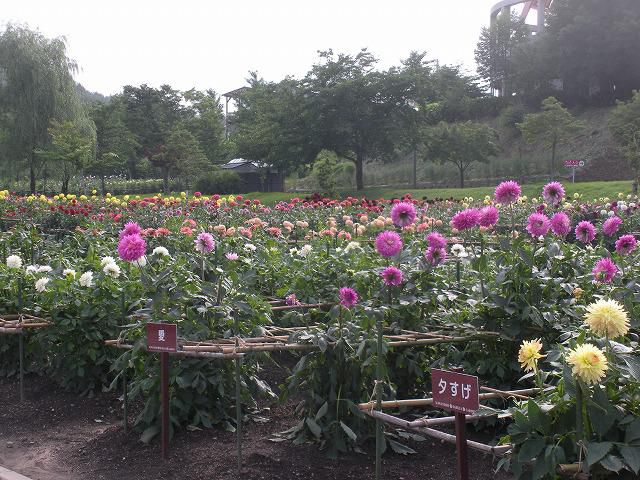 川西ダリヤ園明日オープン！！