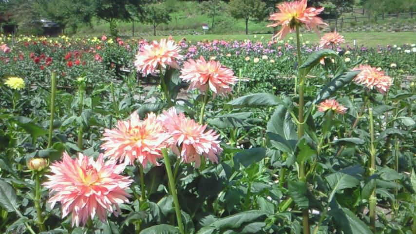 ダリヤ園のダリヤ、きれいに咲いてます