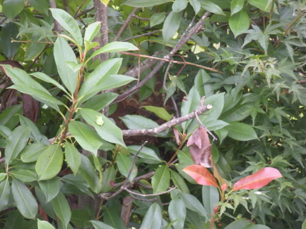 スズメバチの巣が・・・！！