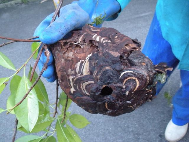 スズメバチの巣、無事撤去！！