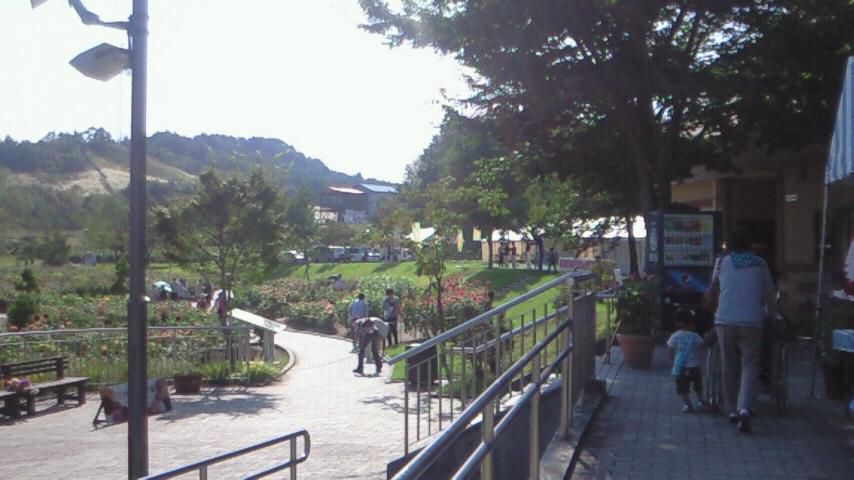 本日の「ピヨたま」、ダリヤ園より生中継