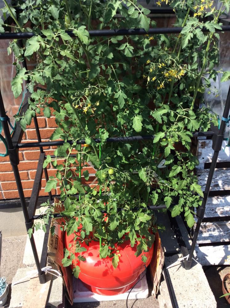 水耕栽培トマト、ついに身長越え！