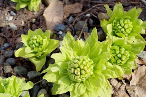 春はいろいろと