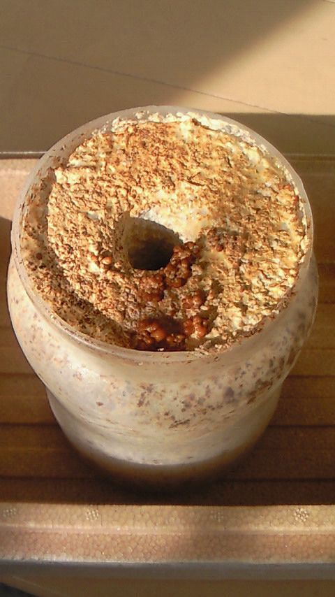 なめこ栽培 VOL3「発芽る」