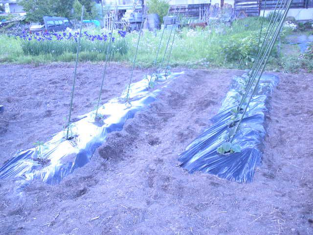 野菜作り(その2)