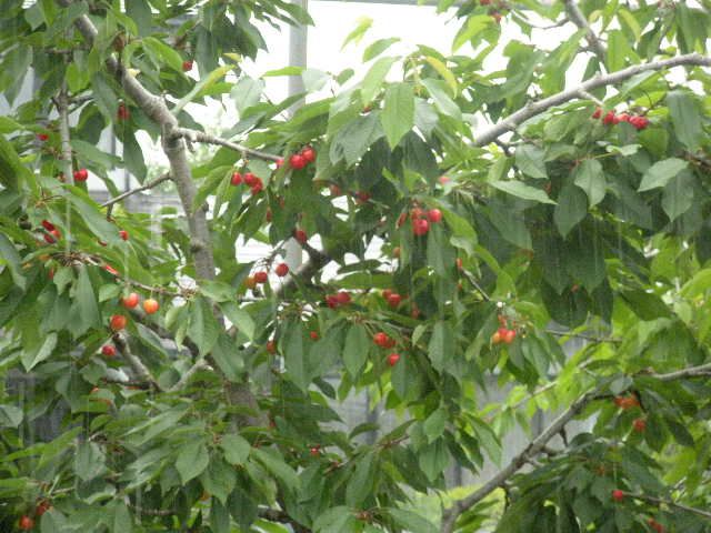 さくらんぼ刈り?