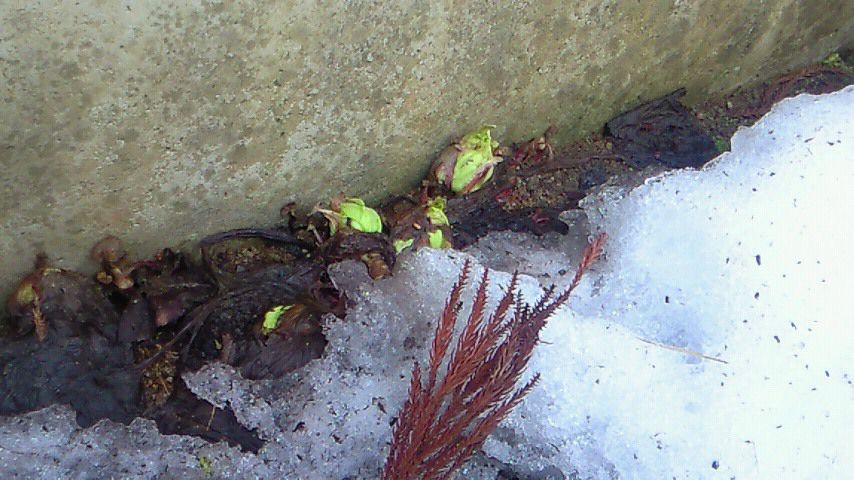 春の気配?