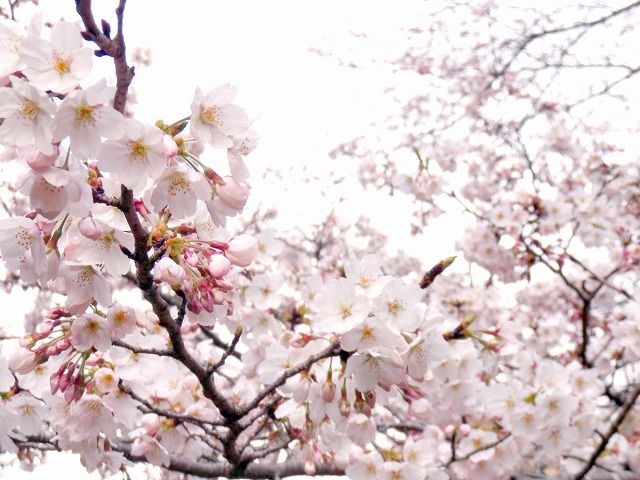 今日は高校受験