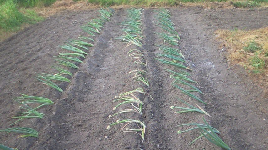 移植る(うえかえる)