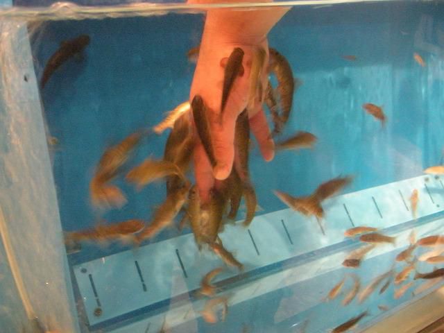 ドクターフィッシュ!!