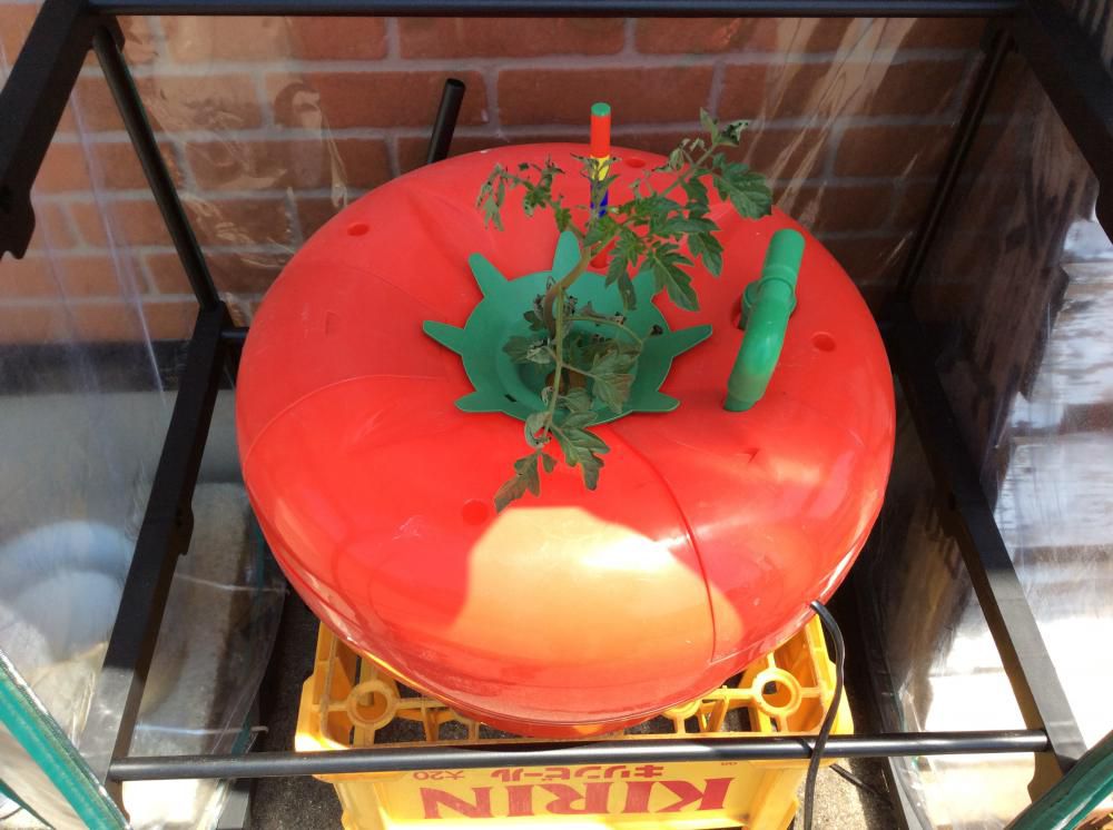 水で育てる???トマト