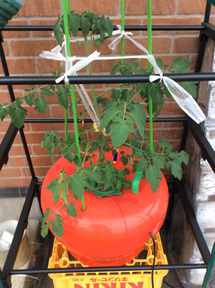 水耕栽培の野菜たち、順調です!