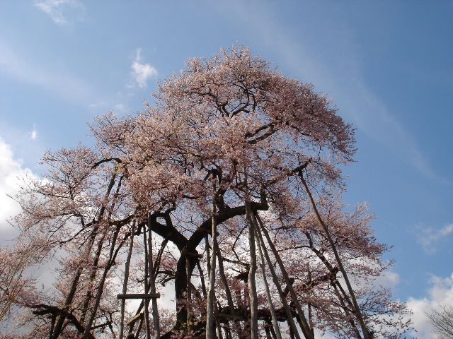 昨年の久保桜