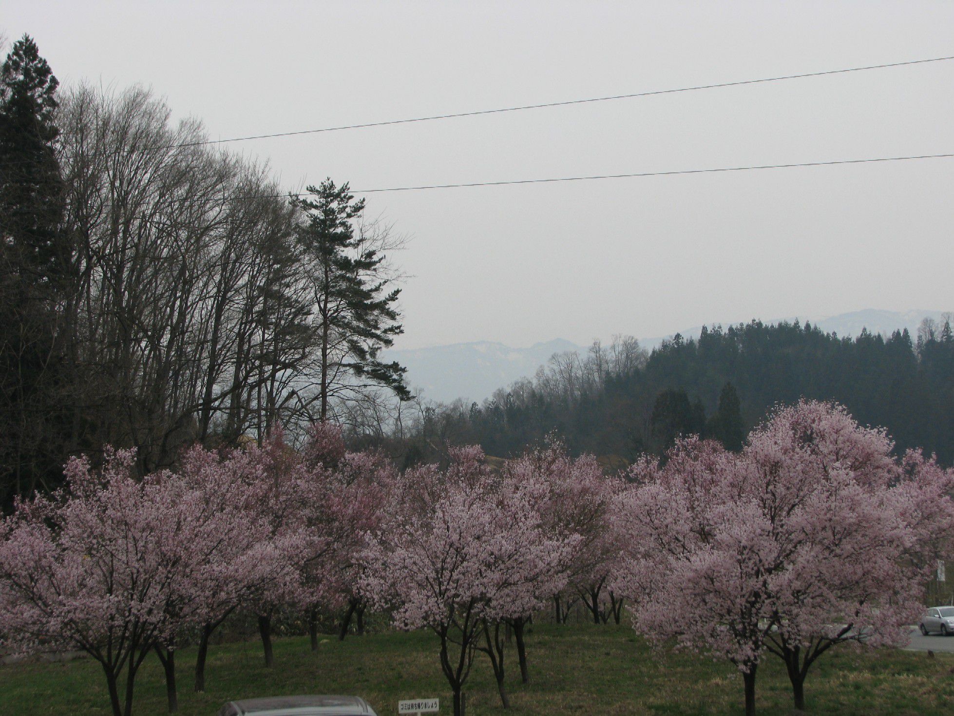 まさに桜坂