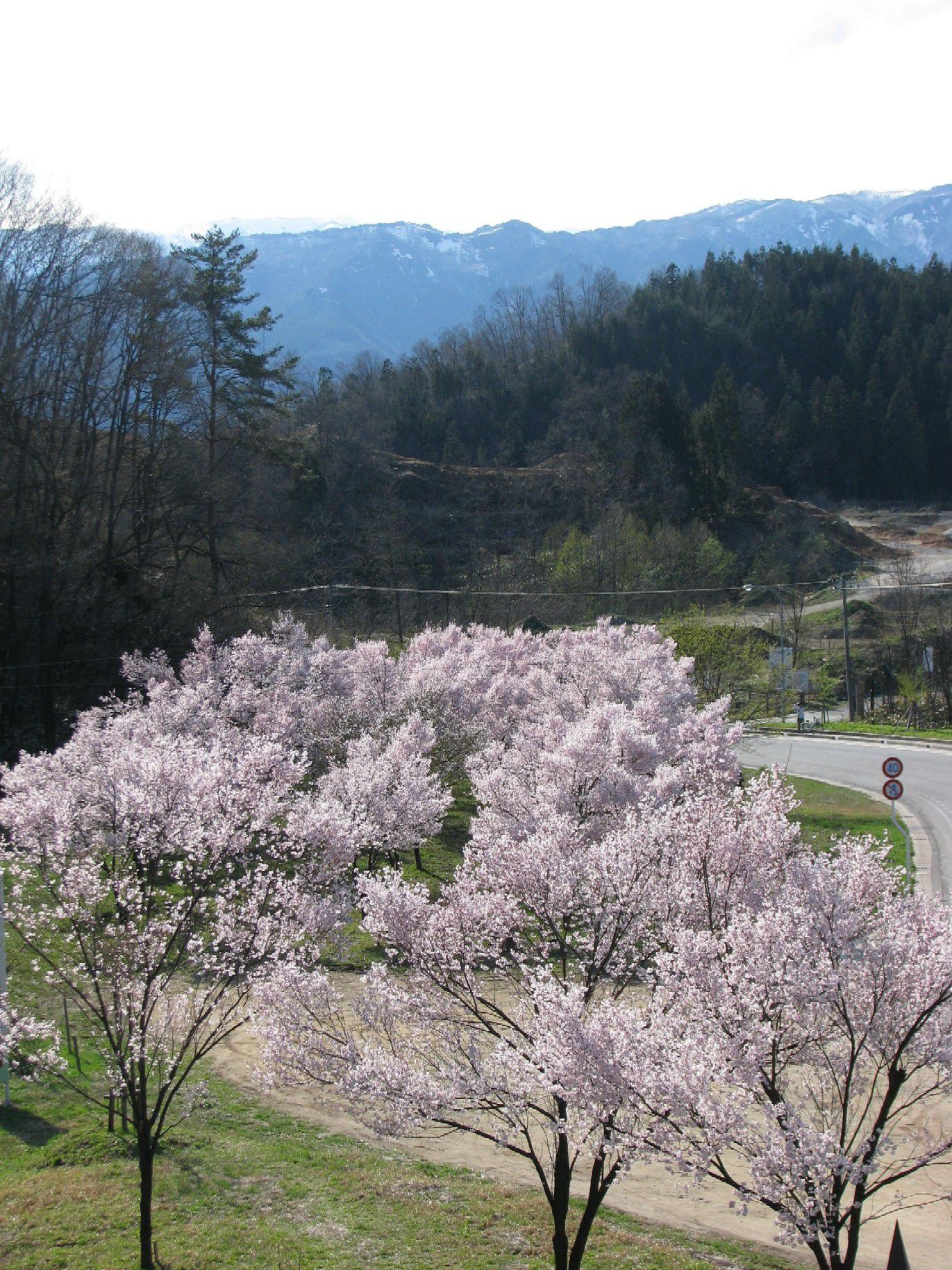 桜坂のその後。