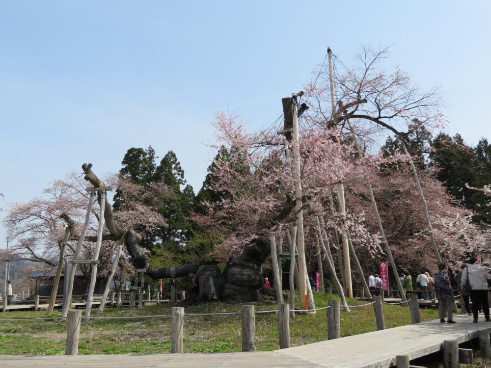 2018年久保桜開花情報