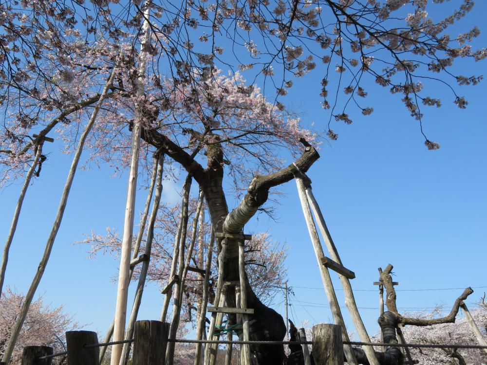 2018年久保桜開花情報