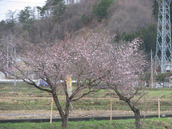 二度咲き桜