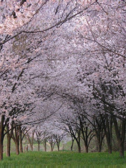 二重坂の桜
