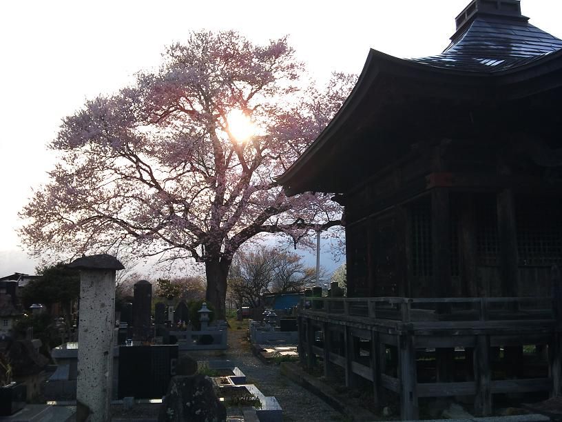 夕陽と桜と阿弥陀堂。