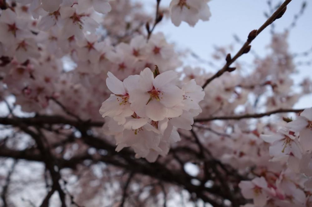 高畠にも桜の便り