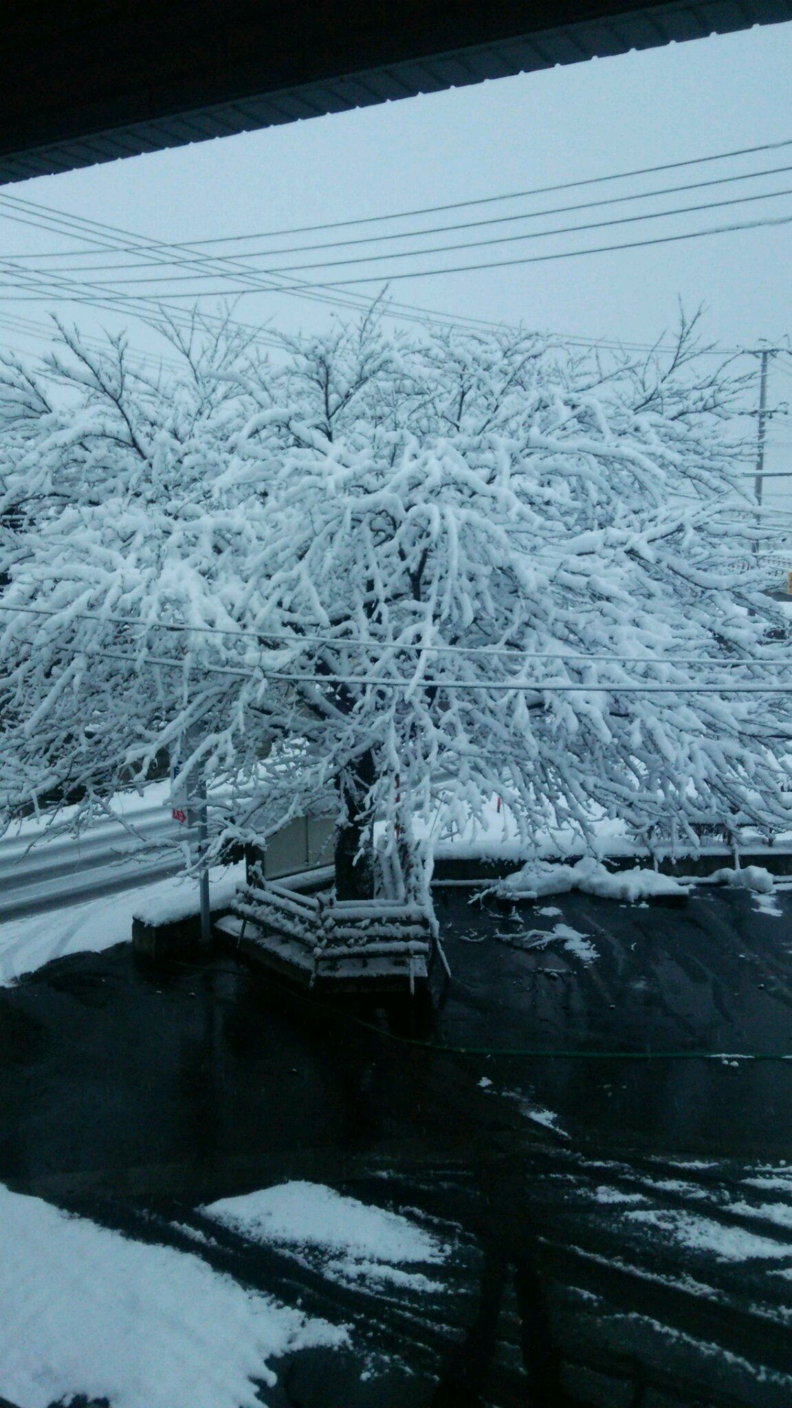 耐えてｯｯ　桜の木・積もった雪！！