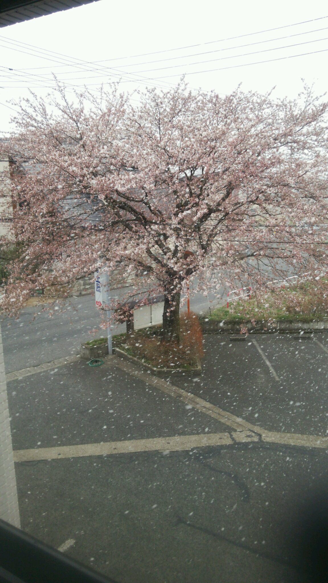桜の花びら舞い散る