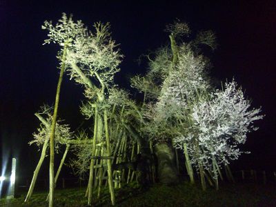 【スタッフ日記】山形桜めぐりの旅♪