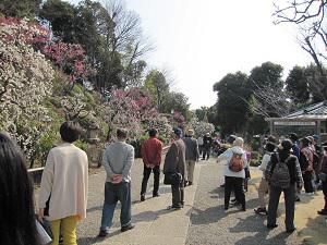 【スタッフ日記】池上梅園