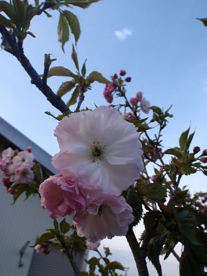 結婚記念に植えた八重桜