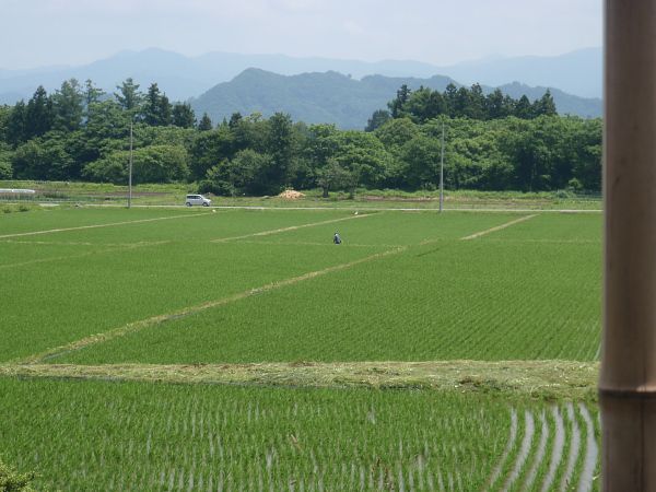 田んぼの草刈り
